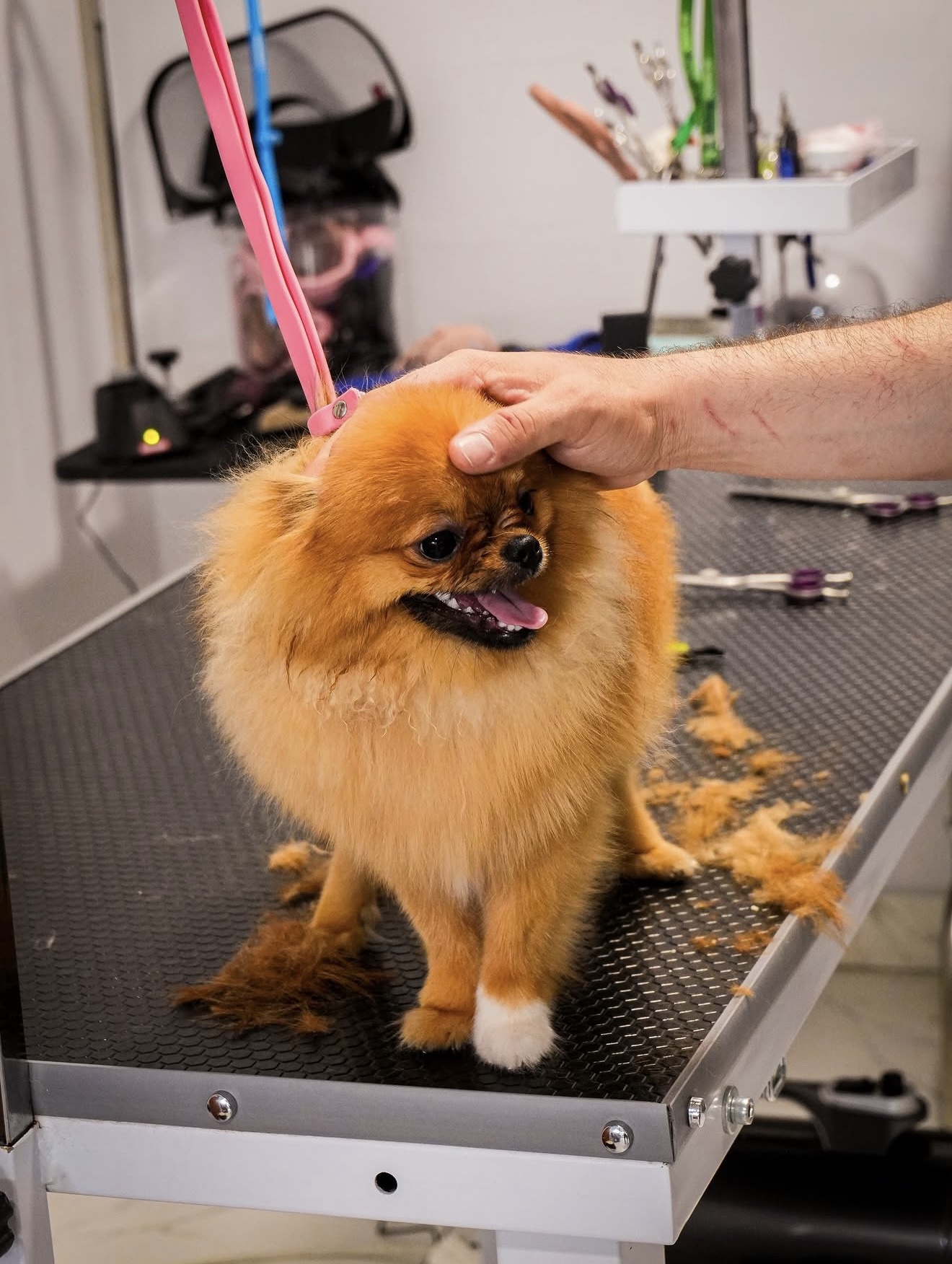 KİA Pet Kuaför prodüksiyon çalışması